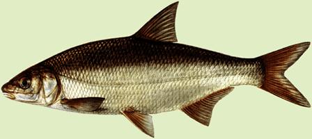 малый черноморский рыбец (vimba vimba carinata)