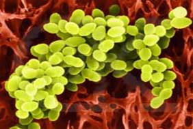 изображение колонии staphylococcus