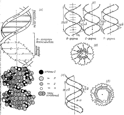 макромолекулярная структура днк