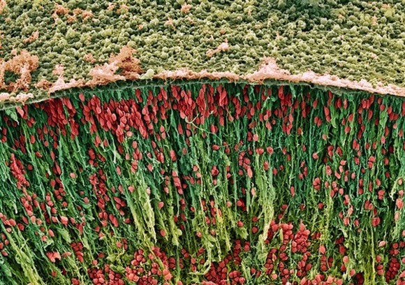 мозг эмбриона. красным окрашены тела нейронов (фото steve gschmeissner)