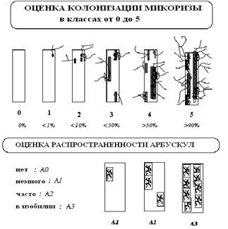оценка колонизации микоризы и распространенности арбускул согласно [trouvelot, kough, gianinazzi-pearson,1986, с. 217-221]
