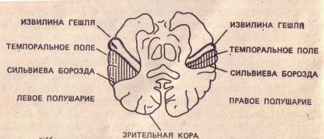 анатомические асимметрии мозга человека. (по n.geschwind, 1974)
