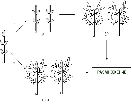 схема размножения растений методом активации уже существующих меристем (по а.р. родину, е.а. калашниковой, 1993)