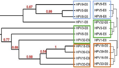 сравнительные интерактомный анализ онкобелков е6 и е7 вирус папилломы человека. сеть взаимодействия белков е6 и е7 из 11 различных генотипов впч, имеющих разные тропизм и патологии