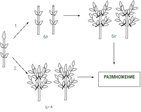 схема размножения растений методом активации уже существующих меристем (по а. р. родину, е. а. калашниковой, 1993)