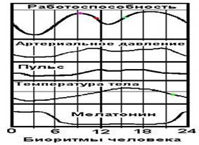 графики циркадианных (время, часы, в течение дня) биоритмов человека