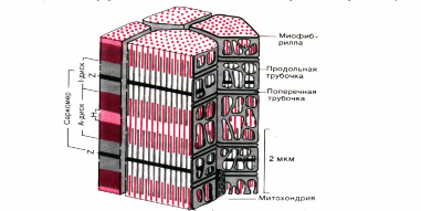 схема участка волокна скелетной мышцы человека (по garamvolgyi)
