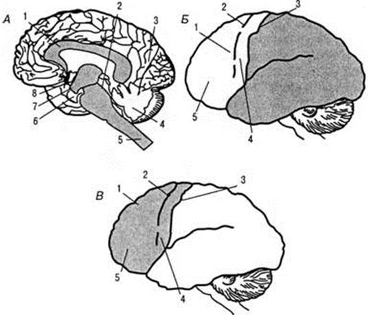 структурно-функциональная модель интегративной работы мозга (по а. р.лурия, 1970)