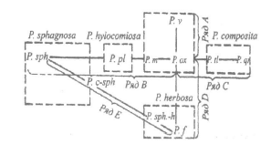 схема эдафо-фитоценотических рядов типов еловых лесов (piceeta) (по в.н.сукачеву)
