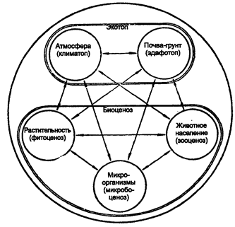 структура биоценоза и схема взаимодействия между его компонентами (по в.н. сукачеву, 1940)