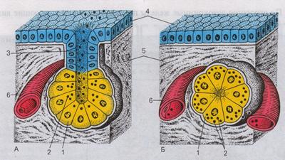 строение экзокринных и эндокринных желез