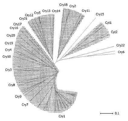 группы cry- и cyt-белков, выделенные на основании сходства их аминокислотных последовательностей и представленные графически в виде радиальной филлограммы