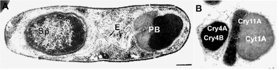 клетка bacillus thuringiensis subsp