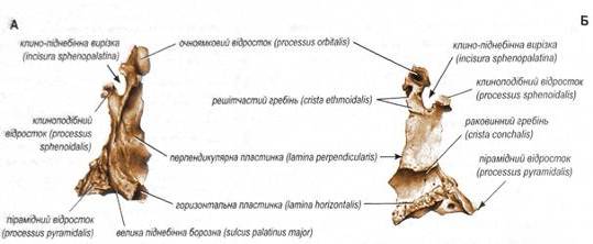 піднебінна кістка (ospalatinum), права. а - вигляд ззовні, б - вигляд зсередини