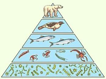 упрощенная экологическая пирамида чисел