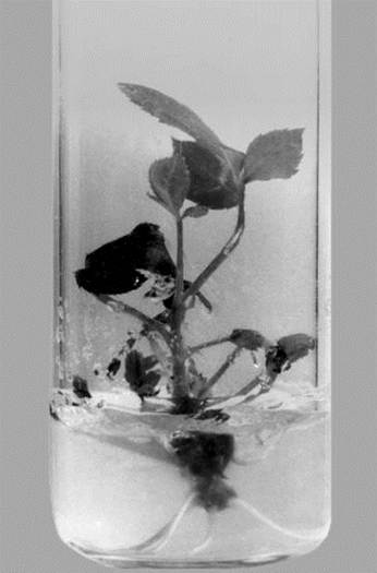 образование корней побегами розы при добавлении в питательную среду 2 мг/л 2,4-д