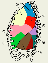 схематическое изображение трахеи, главных, долевых и сегментарных бронхов