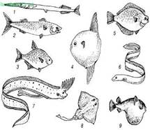 различные формы тела рыб (по г. в. никольскому, 1974)
