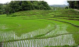 рисовые поля в чиангмай