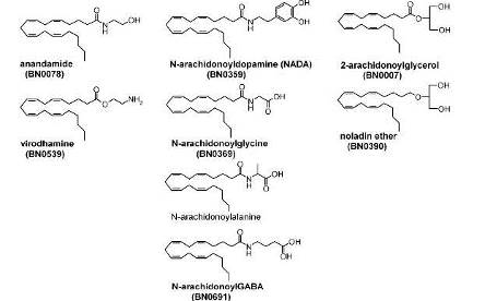 химическая структура эндогенных лигандов каннабиноидных рецепторов (szabo, 2008)