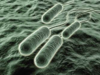 микрофотография бактерии pseudomonas