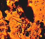 фотографии микроводорослей под микроскопом (увеличение в 400раз)
