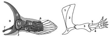 грудной плавник кистеперой рыбы и передняя лапа древней амфибии