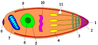 строение зоитов 1 -- полярное кольцо, 2 -- коноид, 3 -- микронемы, 4 -- роптрии, 5 -- клеточное ядро, 6 --ядрышко, 7 -- митохондрия, 8 -- заднее кольцо, 9 -- альвеолы, 10 -- аппарат гольджи, 11 -