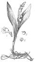 ландыш майский (1- цветок; 2- плод; 3- плод в разрезе)
