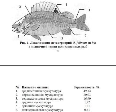 локализация метацеркарий o. felineus (в %) в мышечной ткани исследованных рыб