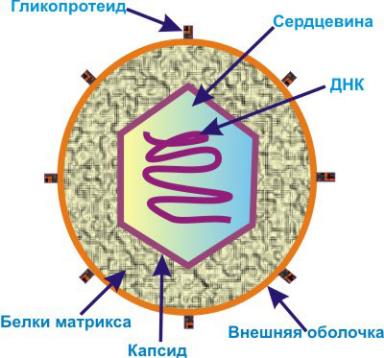 строение днк-содержащего вируса из семейства герпесвирусов