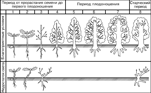 онтогенез дуба черешчатого в благоприятных условиях (сверху) и при недостатке света (по о.в. смирновой, 1998)