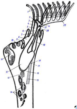 строение особи пресноводной мшанки из подкл. phylactolaemata (из ремане)
