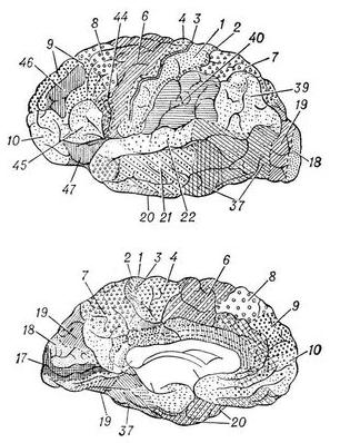 цитоархитектонические поля коры головного мозга человека