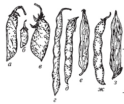 бобы различных зерновых бобовых растений