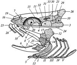 схема расположения костей в черепе костистой рыбы. висцеральный скелет отделен от мозгового черепа. жаберная крышка не нарисована. основные кости и хрящ покрыты точками, покровные кости белые