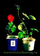 адаптация пробирочных роз к почвенным условиям