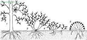 жизненные формы растений (по к. раункиеру, 1907)