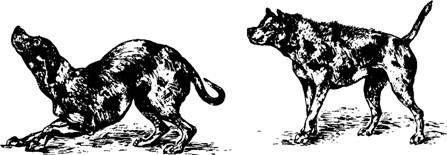 дружелюбная и агрессивная позы собаки как иллюстрация дарвиновского 