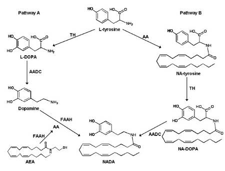 два предполагаемых метаболических пути биосинтеза n-ada (hu et al., 2009)