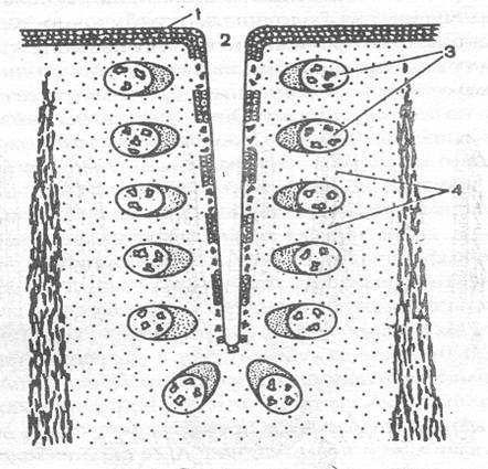 строение миндалины (по м.р. сапину, л.е. этингену, 1996)