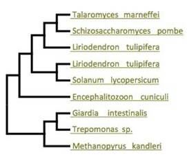 реконструкция филогенетического древа по глицинил-трнк-синтетазе. fungi