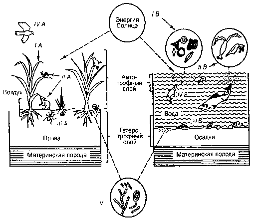 общая структура наземной (лугопастбищной) и водной (озерной или морской) экосистем (по ю. одуму, 1986)