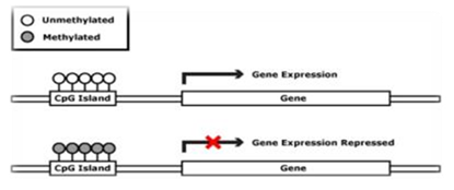 ингибирование экспрессии гена метилированием cpg-островка