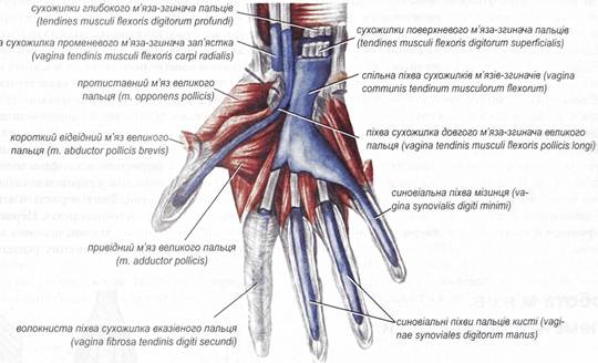 синовіальні піхви сухожилків м'язів-згиначів пальців і кисті (вигляд спереду)