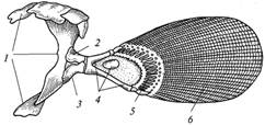 пояс передних конечностей и грудной плавник лучеперых рыб