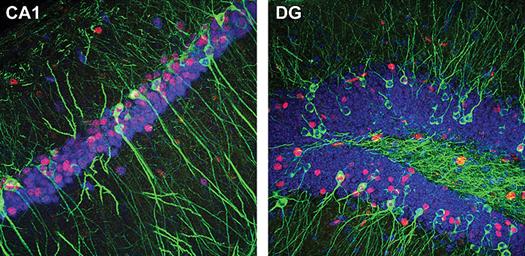 выявление двух популяций нейронов в гиппокампе мыши с помощью методики tettag.зеленым окрашен tau-lacz, красным -- белок немедленных ранних генов (слева -- c-fos, справа -- zif268).рисунок из [43]