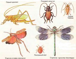 насекомые с неполным превращением - певчий кузнечик, полевой сверчок, рыжий таракан, саранча огневка трескучая, постельный клоп, стрекоза красотка блестящая