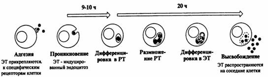 принципиальная схема репликативного цикла хламидий. эг - элементарные тельца, рт - ретикулярные тельца ( c . a . mims et al . medical microbiology. mosby, 1993)