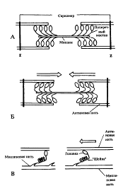 схематическое изображение поперечных мостиков саркомера